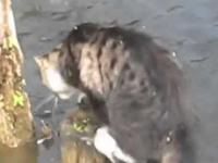 Rosyjski Cat połowów ryb!