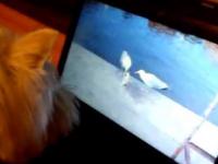 Pies ogląda filmik o ptakach i chce je złapać