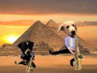 Harmoszku i jego Psy - Wakacje w Egipcie