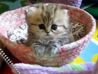 Cutest Kitten kiedykolwiek widziałem;)