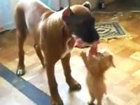 Głodny kotek VS Pies