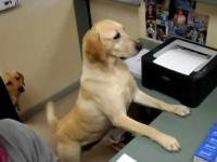 Pies w służbie u weterynarza 