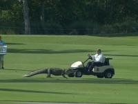 Aligator na polu podczas turnieju golfowego