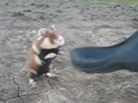ruska mysz bojowa