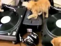 Kociaki DJe 
