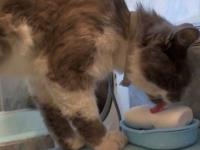 Kot, który uwielbia jeść mydło