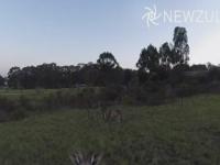Kangur strącił lecącego drona