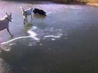 Psy na lodzie