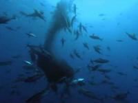 Rekin wielorybi - największa z ryb 