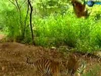 Małpia zabawa z tygrysami