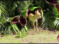 Ukryta kamera: Pilnowanie psa