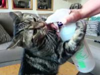 Kot który lubi wodę tylko ze spryskiwacza