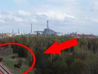 Dziwny zwierzak zaobserwowany w Czarnobylu