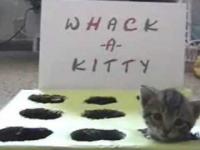 Whack a kitty
