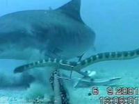 Kamera podgląda zachowanie rekinów .