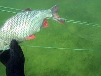 Ryby w kłusowniczej sieci