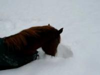 Reakcja konia na głęboki śnieg