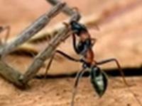 Fascynująca walka skaczących mrówek i pająka