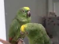 Pijane papużki śpiewają po hiszpańsku