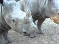 Jakie dźwięki wydają małe nosorożce? 