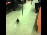 Gołąb jedzie metrem do pracy