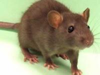Eksperyment na szczurach pokazujacy -ile energii dodaje pozytywne doświadczenie zyciowe.