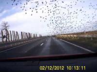 Ptaki na autostradzie