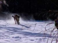 Gepard i czarny labrador - najlepsi przyjaciele podczas szaleństw na śniegu