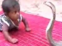 Kobra vs dziecko