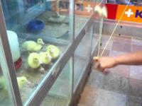 Małe kaczki lubią yoyo