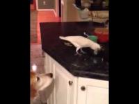 Papuga dzieli się jedzeniem z psem