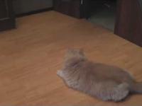 Persian cat and laser