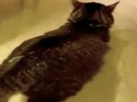 Cat swims in the bathroom :)