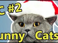 FC - Funny Cats #2