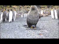 uchatka gwałci pingwina 