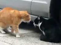 kłótnia kotków