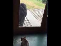 kot przestraszony niedźwiedź