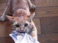 Kot roszczący sobie prawa do znalezionych w szafce kocich przysmaków