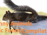 Funny Animals - Epic Funny Compilation