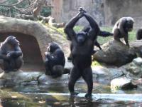 Grupa szympansów prosi o jedzenie. Każdy chce zwrócić uwagę na siebie