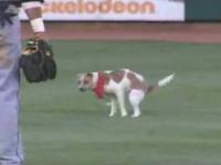 Pogoń za psem podczas meczu baseballowego