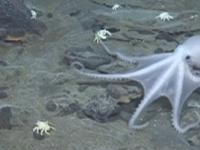 W okolicy Antarktydy odkryto wielkie skupisko nowych gatunków jak z filmów animowanych