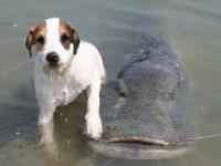 Pies który łowi ryby