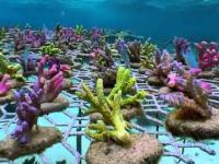 Coral Gardening
