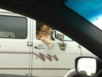 Pies pędzący po autostradzie!!!
