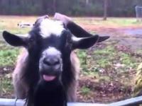 Śmieszna koza / Goat screaming