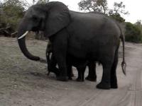 Kichnięcie słoniątka