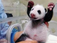Mała panda po raz pierwszy spotyka matkę