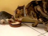 Spragniony szczur vs Kot
