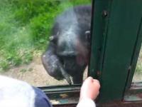 Szympans prosi człowieka o pomoc w ucieczce z zoo